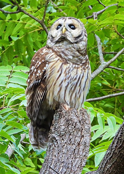 A close-up photograph of a brown and white mottled owl perched on a textured tree stump, surrounded by vibrant green foliage.