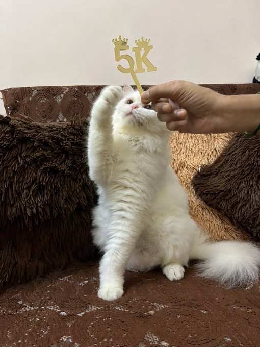 A white fluffy cat sits on a couch reaching up toward a hand holding a gold glittery '5K' crown sign on a stick.