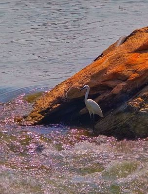 A white egret standing on a rust-colored rock outcrop at the edge of a sunlit body of water.