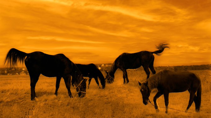 Three horses graze and rest in a golden field under a dramatic, fiery orange sky at sunset, their dark silhouettes contrasting against the glowing horizon. The warm, amber tones of the scene evoke the "fiery horse" imagery referenced in the post, visually echoing the edition's title.