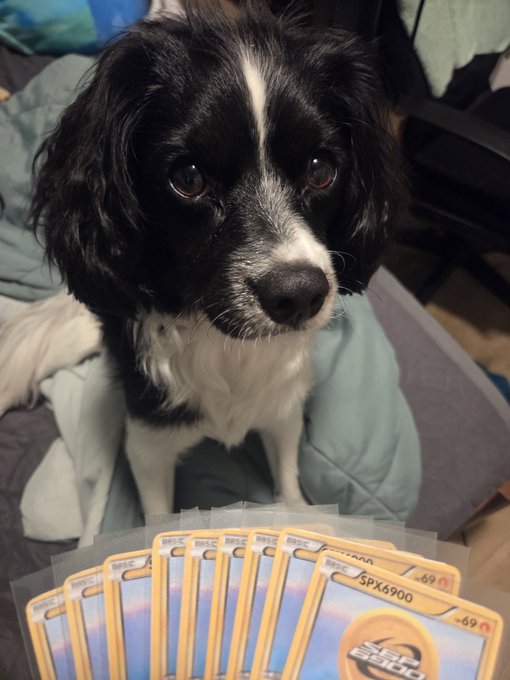 A black and white dog sits on a teal cushion, looking at the camera, with a fan of protective film screen protectors labeled 'SPX6900' spread out in front of it.