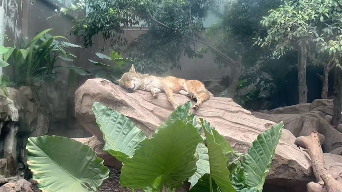 An orange and white cat rests peacefully on a large rock formation surrounded by lush green tropical foliage in what appears to be a zoo or nature enclosure.