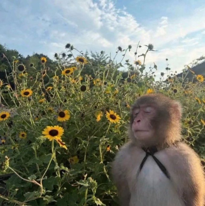 A monkey with closed eyes sits peacefully in a field of sunflowers and wildflowers under a blue sky.
