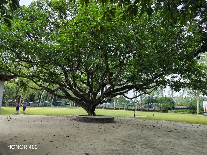 Large sprawling tree with extensive canopy in a park or temple grounds, with 'HONOR 400' watermark in the bottom corner.