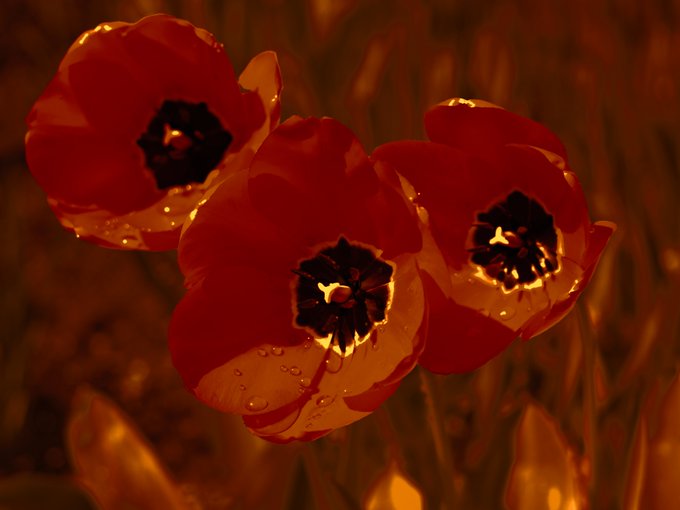 Three red poppy flowers with dark centers glow against a warm amber, out-of-focus background.