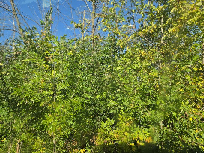 A view of green and yellow-leafed trees and shrubs against a bright blue sky on a sunny day.