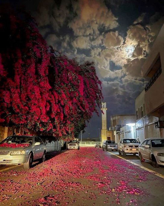 A nighttime street scene featuring a large tree covered in vibrant pink/red bougainvillea flowers with petals scattered across the road, set against a dramatic cloudy moonlit sky with parked cars and buildings lining the street.