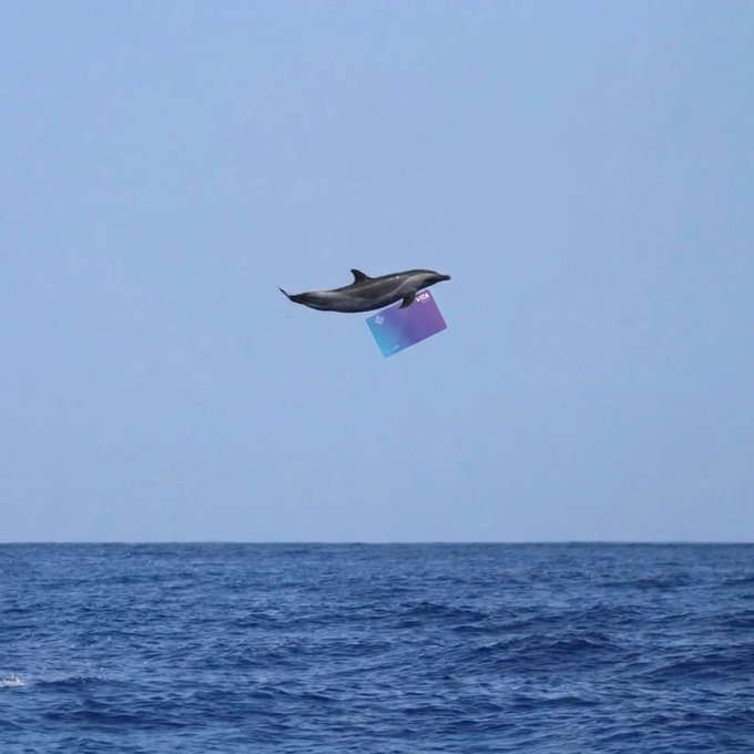 A dolphin leaps playfully above the ocean waves while holding a blue and purple card in its mouth, visually echoing the "3% cashback, 0% FX fee" perks being advertised.