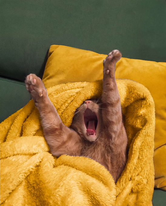 An adorable ginger cat stretches luxuriously with paws thrown wide and mouth open in a massive yawn, nestled in a fluffy yellow blanket on a green couch—perfectly embodying the ultimate "Do Not Disturb" Sunday vibes.