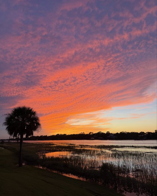 A vibrant sunset with pink and orange clouds is reflected over a calm wetland landscape featuring a palm tree.