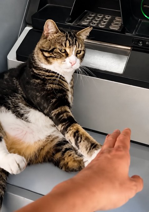 A tabby cat with white markings sitting on a desk next to a telephone, with a human hand extended toward the cat as if offering a high-five.