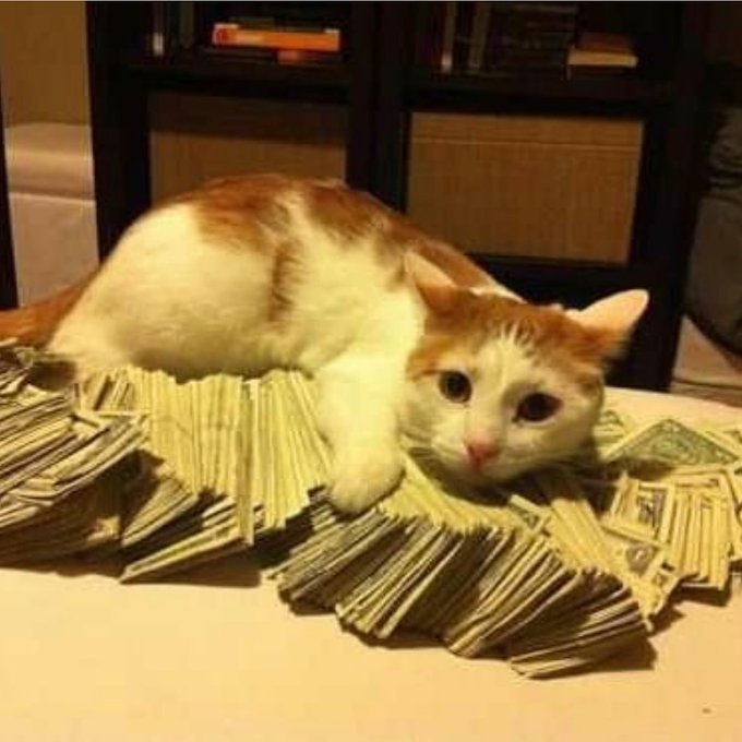 An orange and white cat lounges atop massive stacks of cash spread across a table, embodying the dream of exponential gains as the cat casually rests on what looks like a fortune—perfectly capturing the "up 100x" fantasy of unimaginable wealth.