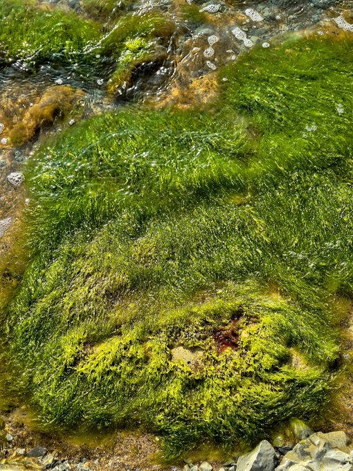 A vibrant green moss-covered rock sits in shallow, clear water, with sunlight illuminating the underwater scene.