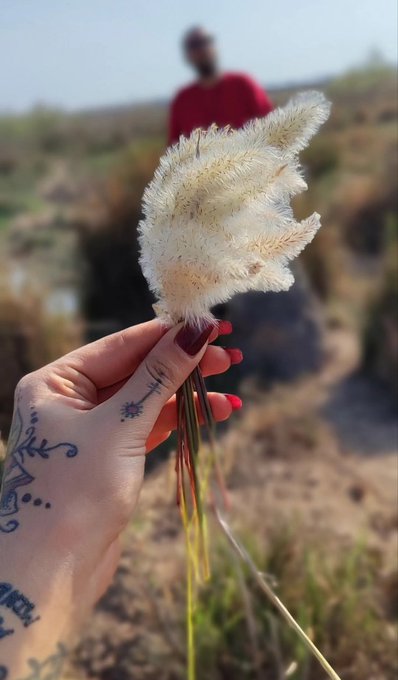 A tattooed hand with red nail polish holds a fluffy white dried grass flower in a field, with a blurred figure in a red shirt standing in the background.