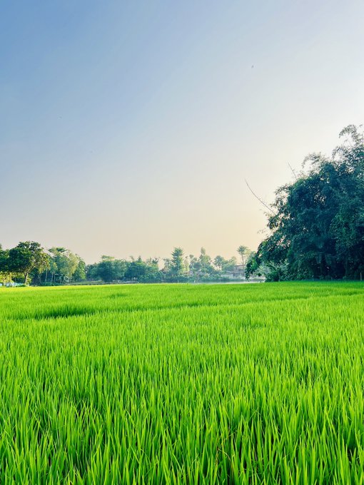 A scenic view of a lush green rice paddy field with trees and a clear sky in the background.