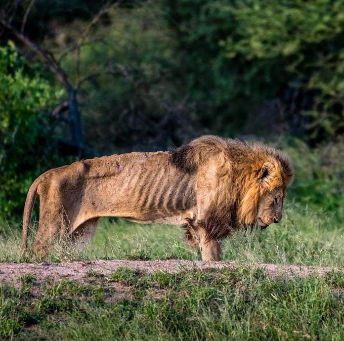 A side-profile photograph of an emaciated male lion with a full mane standing in tall grass, its ribs visibly protruding.