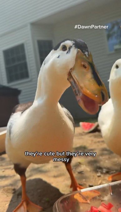 A close-up of a white and brown duck with its mouth open stands in a yard, with text overlay reading "#DawnPartner" and "they're cute but they're very messy".