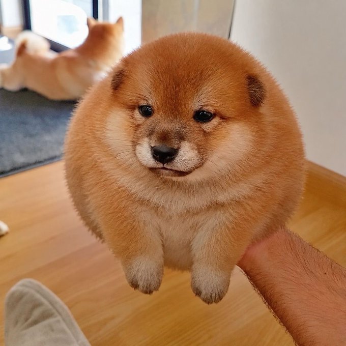 A person's hand holds a remarkably round, fluffy orange Shiba Inu puppy that resembles a ball of fur, with another similar dog visible in the background.