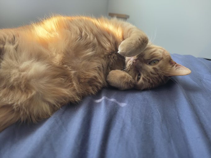 A fluffy orange tabby cat lies upside down on a blue bedsheet, gazing at the camera with a relaxed expression as sunlight catches its golden fur. The cozy, playful pose visually echoes the "Cat tariff" caption, suggesting the feline is demanding attention before the viewer continues scrolling.