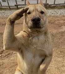 A golden-colored dog standing on dirt and raising its right paw to its forehead in a saluting gesture.