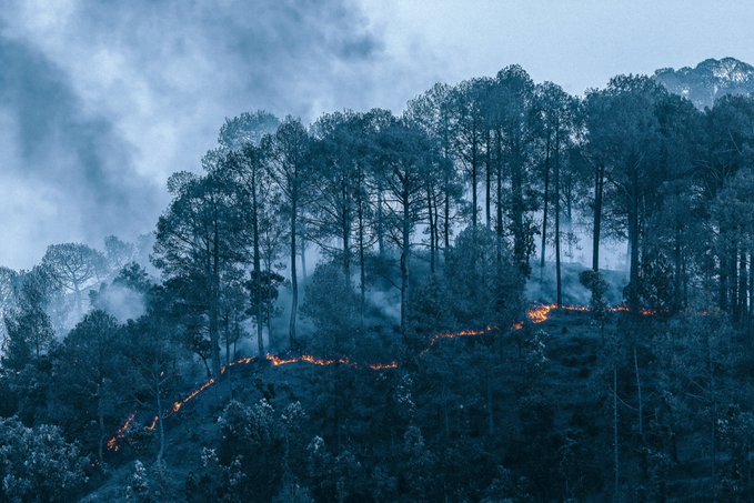 A moody, atmospheric photograph of a misty forested hillside with tall trees, where a line of orange flames burns along the slope amidst blue-tinted fog and smoke.