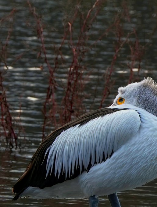 A close-up of a white and black bird with a bright orange eye, tucking its head into its feathers against a watery background with reddish branches.