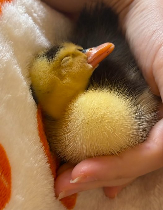 A close-up of a tiny yellow and black duckling sleeping peacefully while being cradled in a person's hand and resting on a soft white and orange towel.