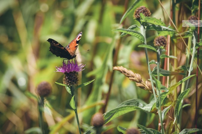 A close-up nature photograph of a Peacock butterfly perched on a purple thistle flower, with green foliage and wheat stalks softly blurred in the background.