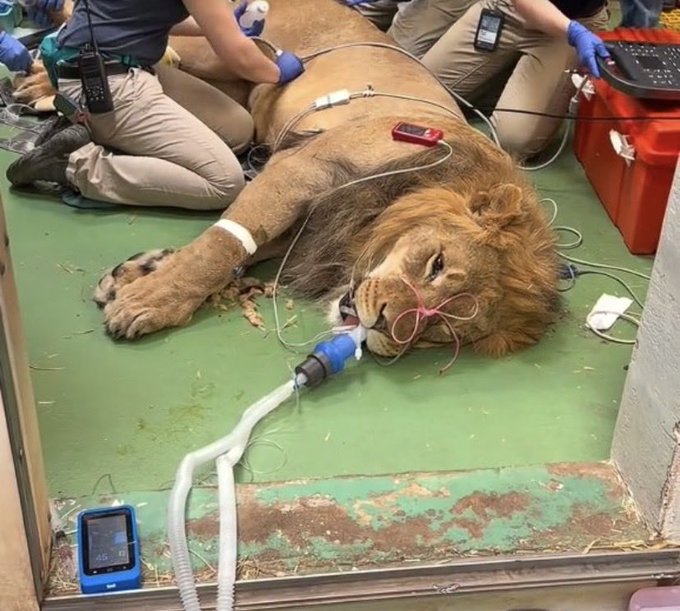 A lion lies sedated on a veterinary operating table with an oxygen tube attached to its mouth and a digital monitor displaying vital signs, while handlers monitor the procedure. The image metaphorically parallels the post's message about "holding" $LUNC through difficult times, likening the sleeping, intubated lion to the dormant state of the cryptocurrency meme token.