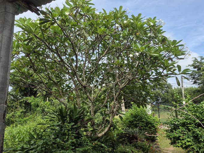 A frangipani (plumeria) tree in full bloom with white flowers and lush green foliage stands in a garden next to a covered structure.