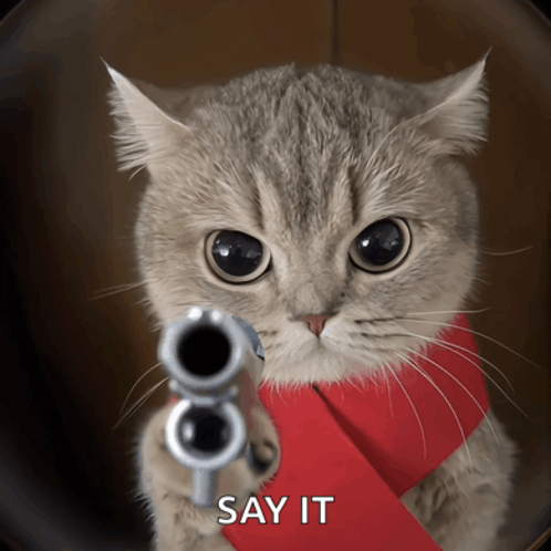 A wide-eyed kitten pointing a silver handgun directly at the viewer, wearing a red bandana, with the text 'SAY IT' at the bottom.