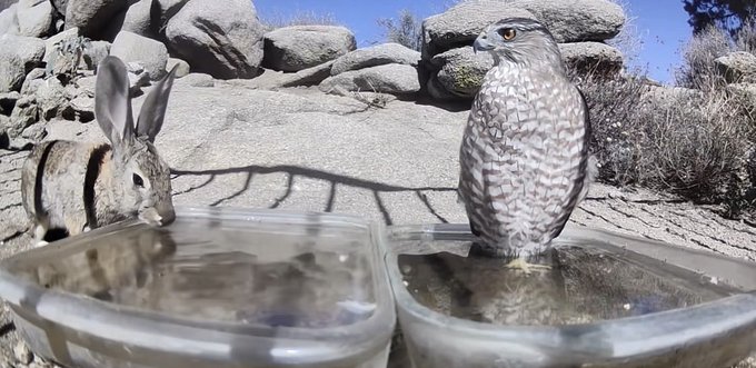 A hawk and a rabbit drink side-by-side from plastic water trays in a rocky desert setting, evoking the tense predator-prey dynamic at play while the post humorously references Bitcoin's 50% drop—pitting bearish ("doomer") sentiment against the risky optimism of "holding the line" during a market freefall.