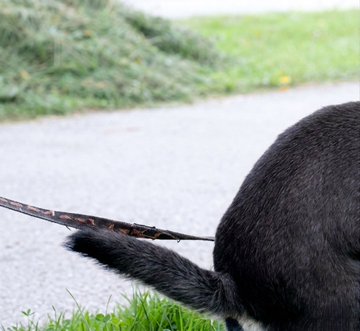A black cat on a leash stands on grass beside a paved path, pulling against its restraint—capturing the irony of the post's message about airdrop farmers chasing diminishing returns in "Season 2" ($GRASS), much like the cat straining forward only to find itself held back by a leash that limits where it can go.