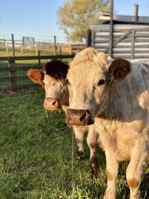 Two curious cows gaze into the camera on a sunny farm, their soft cream and brown coats glowing in golden-hour light. The pastoral scene perfectly captures the post's message about stepping away from the charts—literally trading screen time for cow time.