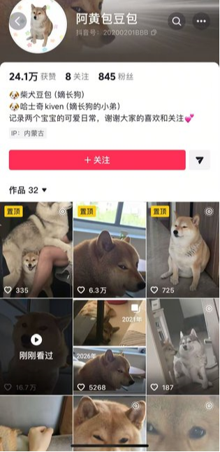 A TikTok profile page for '阿黄包包' (id: 20200201888) showing 24.1万 likes, 8 following, 845 followers, featuring 32 posts of Shiba Inu dogs, with IP listed as 内蒙古.