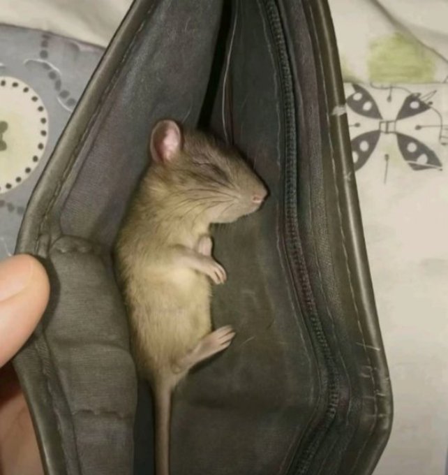 A small grey and tan rodent, possibly a juvenile rat or mouse, is curled up sleeping inside an open dark-colored wallet or pouch, with a person's thumb visible holding it open.