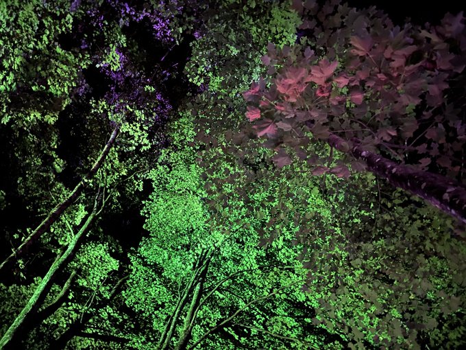 A nighttime view looking up into a forest canopy illuminated by vibrant green and purple lights.
