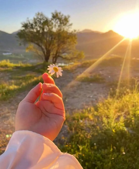 A hand holds a small white daisy in front of a stunning sunset over mountains and a tree, with golden hour light illuminating the scene.