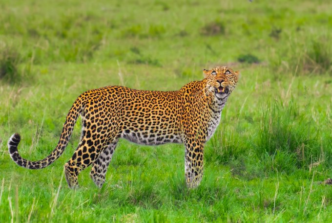 A leopard stands in green grass, looking toward the camera with its mouth slightly open.