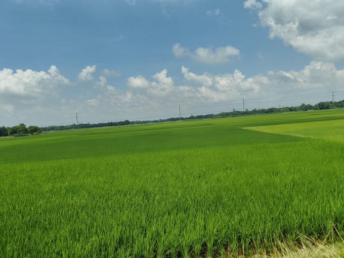 Wide landscape view of lush green rice fields stretching to the horizon under a bright blue sky scattered with white clouds, with power lines visible in the distance.