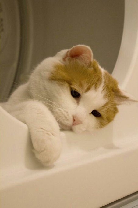 An orange and white cat rests its head and paw on a white surface, looking directly at the camera with a sleepy expression.