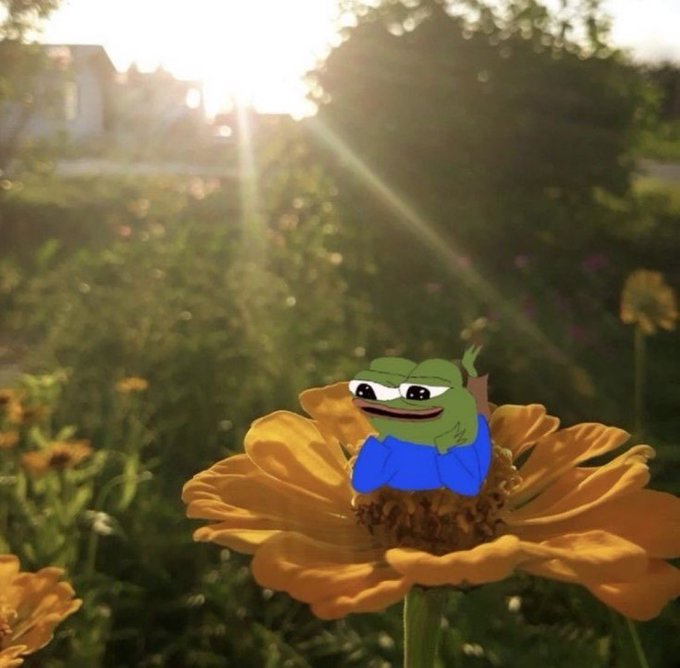 A Pepe the Frog character sitting on a yellow flower in a sunlit garden with houses and trees in the background.
