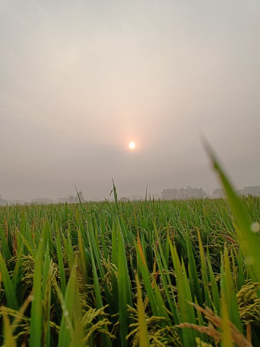 A low-angle shot of a green rice field with morning dew under a hazy sky with the sun rising.