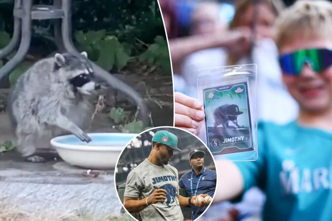 A collage showing a raccoon dipping its paw in a blue bowl, a young boy in a teal 'Mariners' jersey holding up a baseball card featuring the raccoon named 'JIMOTHY', and two baseball players in 'JIMOTHY' shirts.