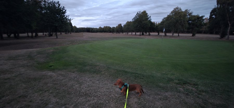 Dachshund wearing a blue harness on a yellow leash standing at the edge of a green golf course green, with a flag in the distance and trees surrounding the area under an overcast sky.