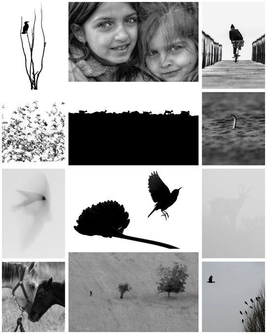 A 4x3 black-and-white photo collage featuring various images including two girls smiling, a bird on a branch, a cyclist on a pier, a flock of birds, a fish swimming, a flower with a bird, a horse, and landscapes with trees.