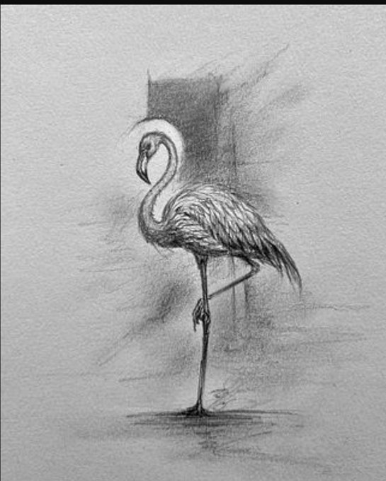 A pencil sketch of a flamingo standing on one leg with a shaded rectangular background.