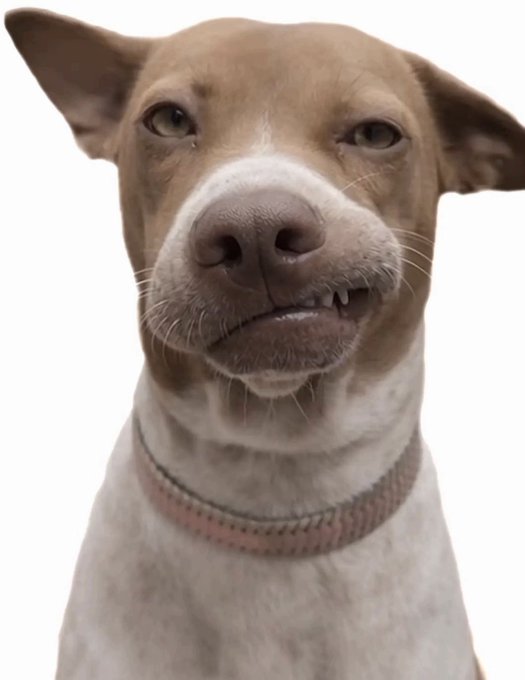 A close-up portrait of a brown and white pit bull-type dog wearing a pinkish collar, with one ear perked up and its mouth slightly open showing teeth.