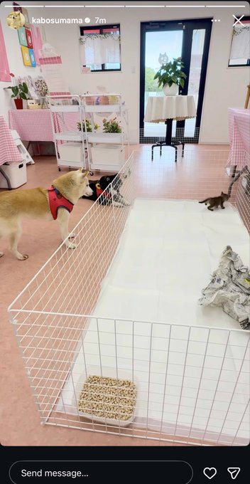 An Instagram story from 'kabosumama' showing two small dogs inside a white wire playpen in a brightly decorated pink and white room.