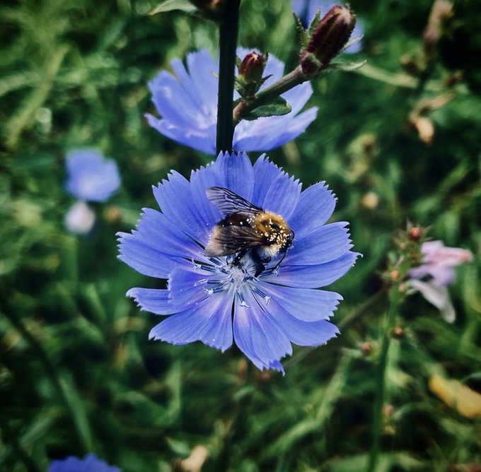 A close-up nature photograph of a bumblebee dusted with yellow pollen perched on a light blue chicory flower, with blurred green foliage and other blue blossoms in the background.